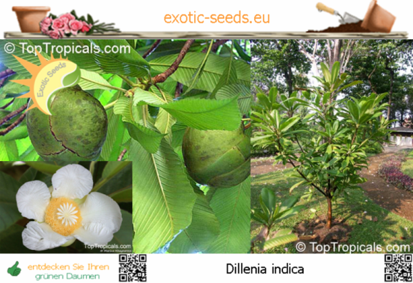 Dillenia indica, 20 Samen